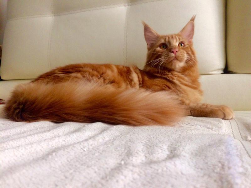 ����-���. ���������� �����