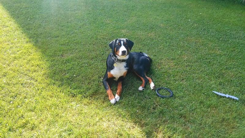 �����������-����������