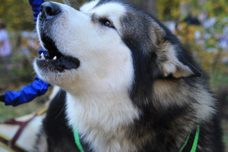 ����������� �������. ���������� �����