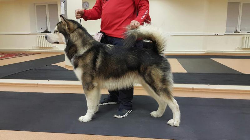 ����������� �������. ���������� �����