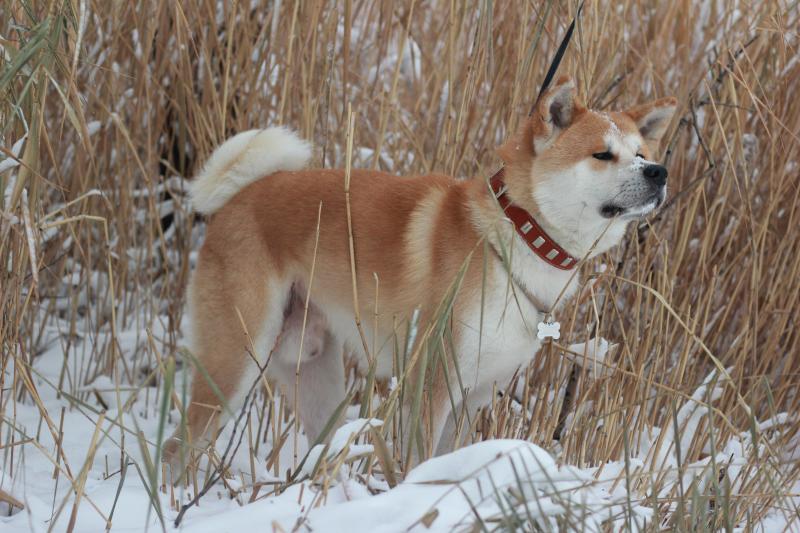 �����-���. ���������� �����