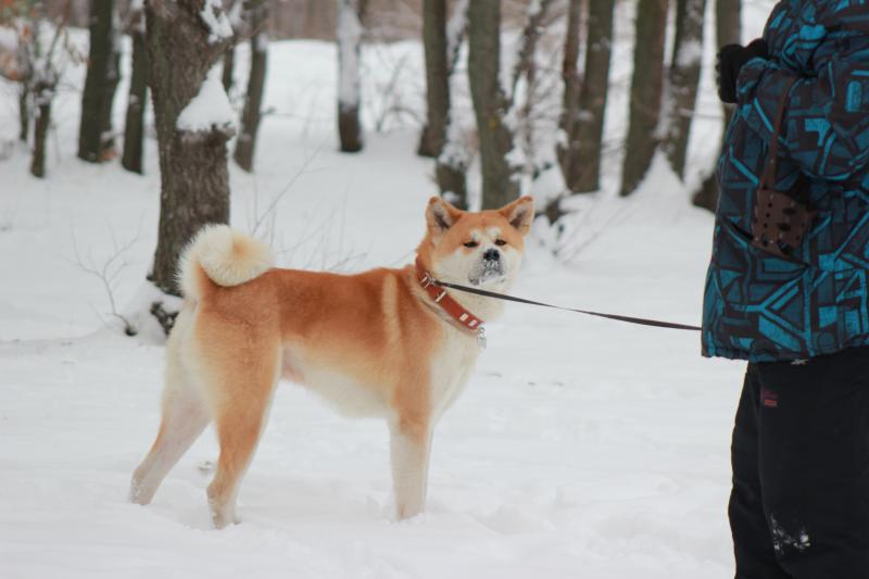 �����-���. ���������� �����