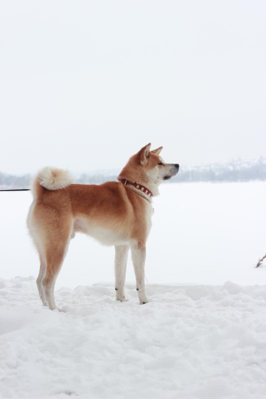 �����-���. ���������� �����