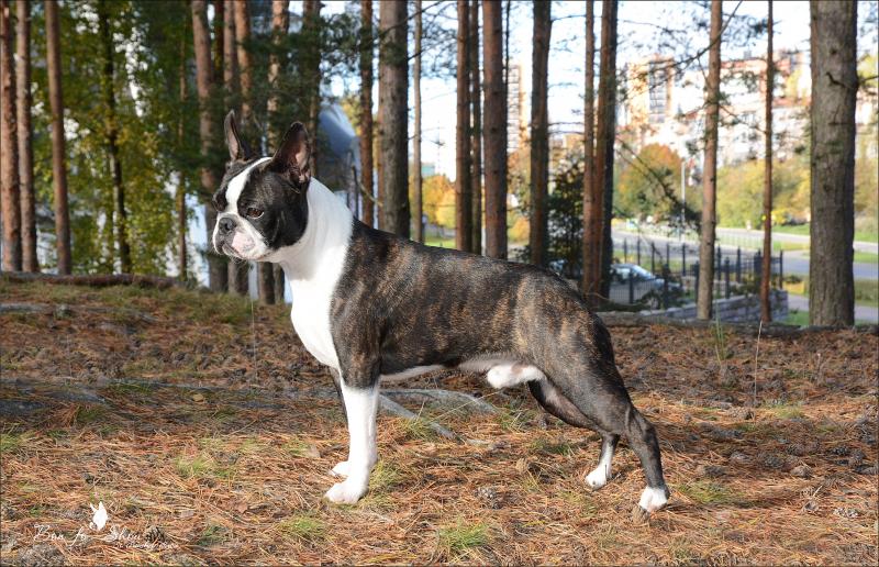 ������-������. ���������� �����