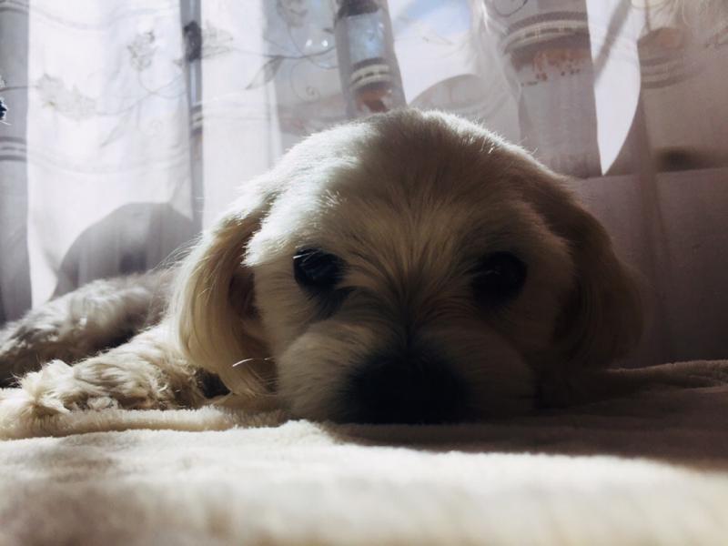 ������� �����������. ���������� �����