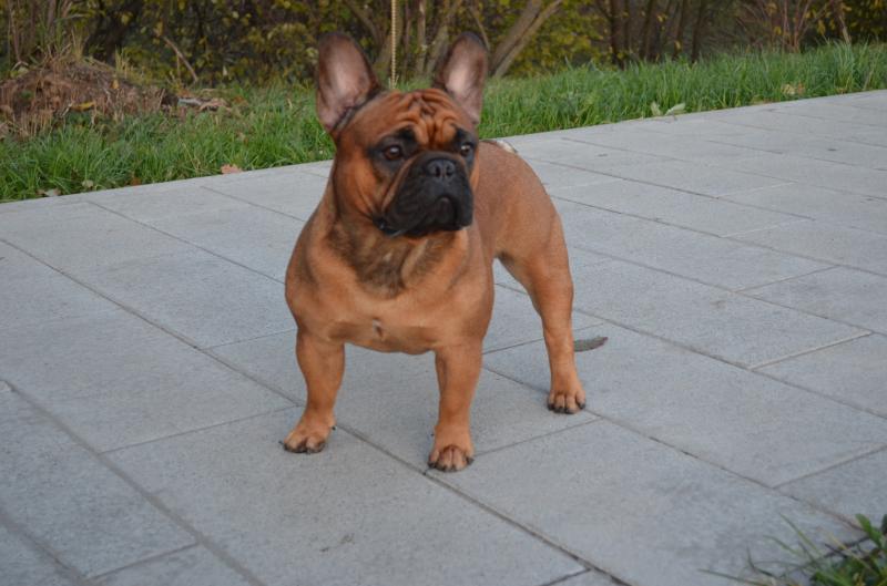 ����������� �������. ���������� �����