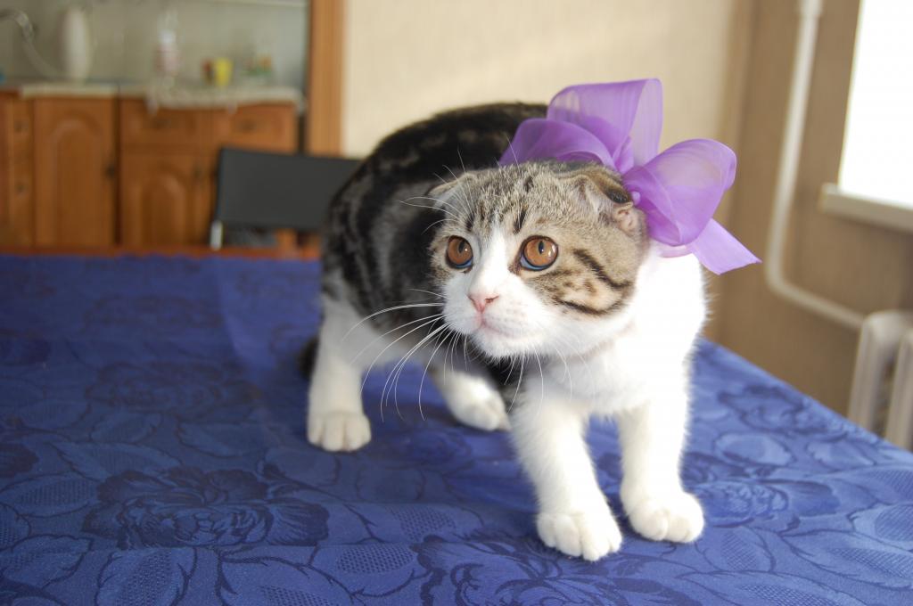 ����������� ��������������� ��������� (�������-������). ���������� �����