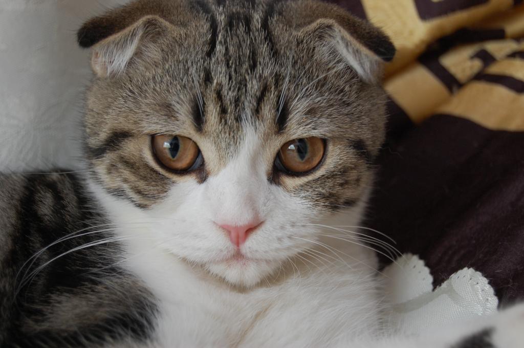 ����������� ��������������� ��������� (�������-������). ���������� �����