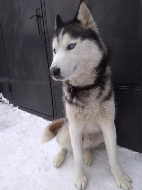 ��������� �����. ���������� �����