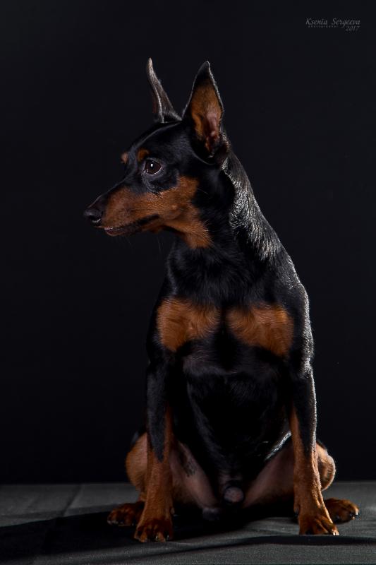 �����������. ���������� �����