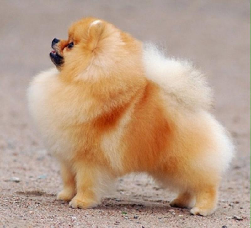 �������� ����. ���������� �����