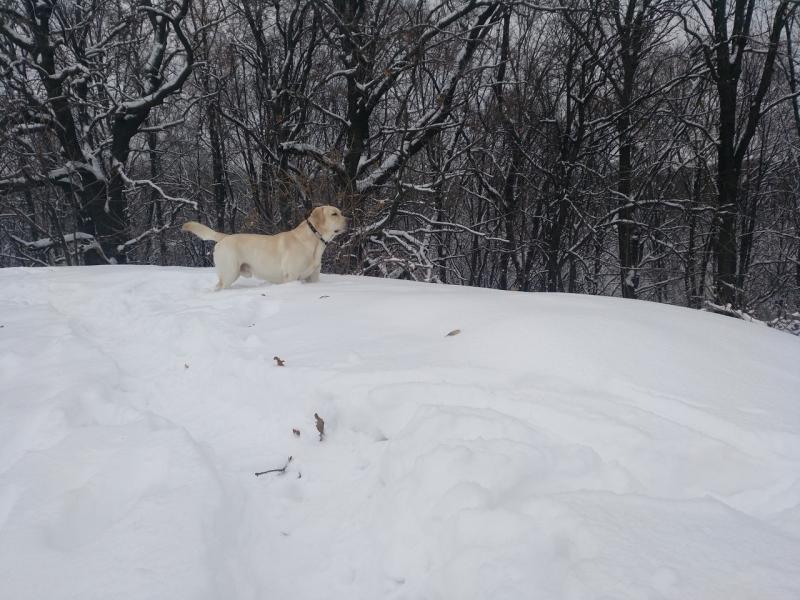 �������� ��������. ���������� �����