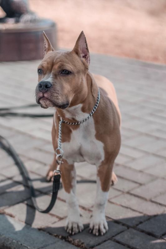 ������������ �����������c��� ������. ���������� �����