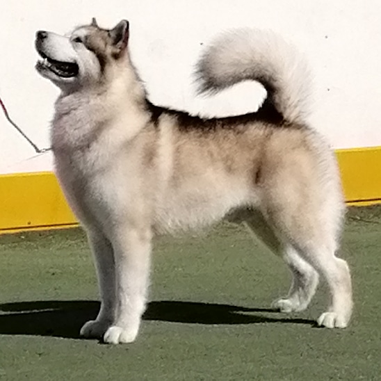 ����������� �������