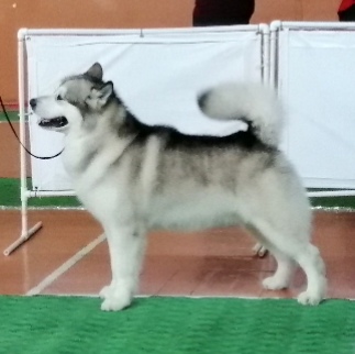 ����������� �������