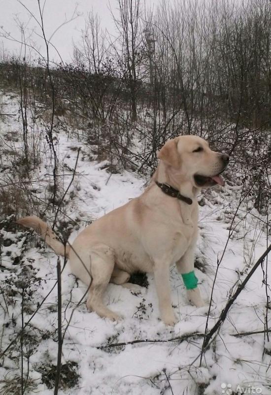 �������� ��������. ���������� �����