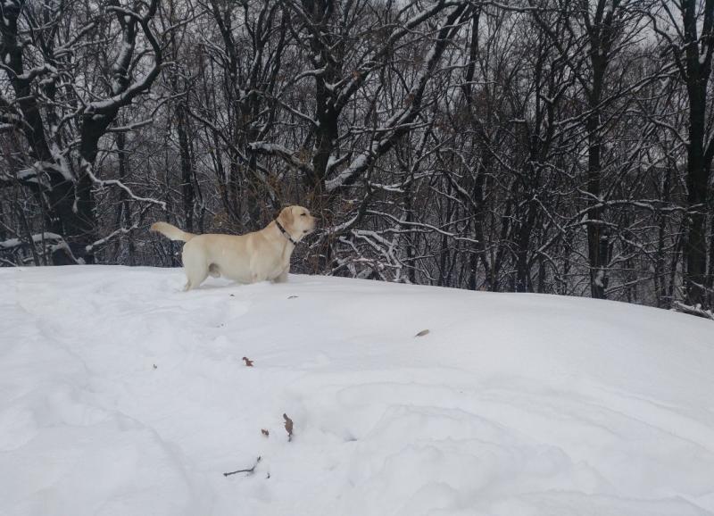 �������� ��������. ���������� �����