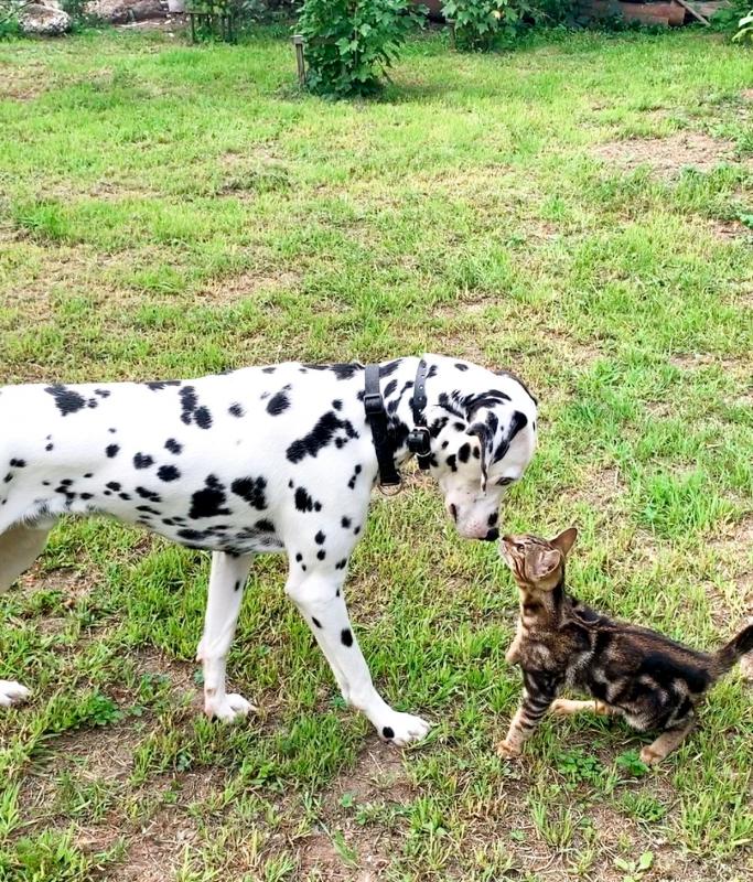 ��������. ���������� �����