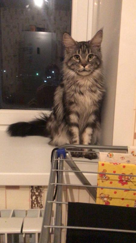 ����-���. ���������� �����