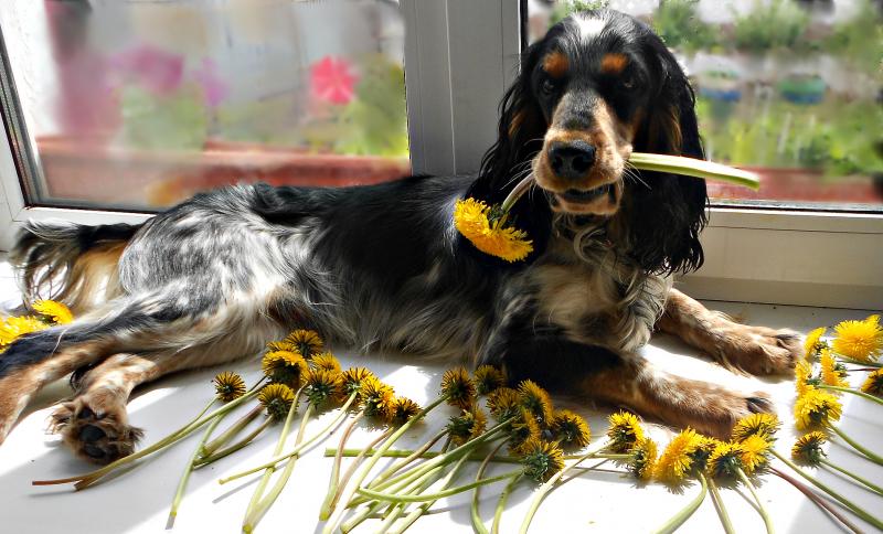 ������� ��������� ��������