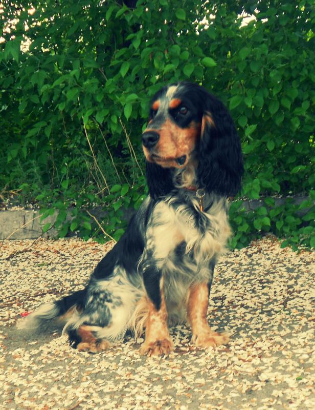 ������� ��������� ��������