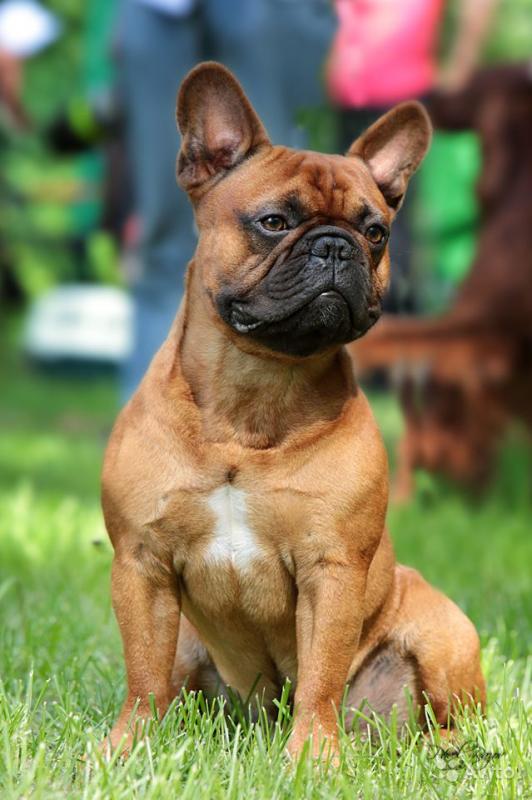 ����������� �������. ���������� �����