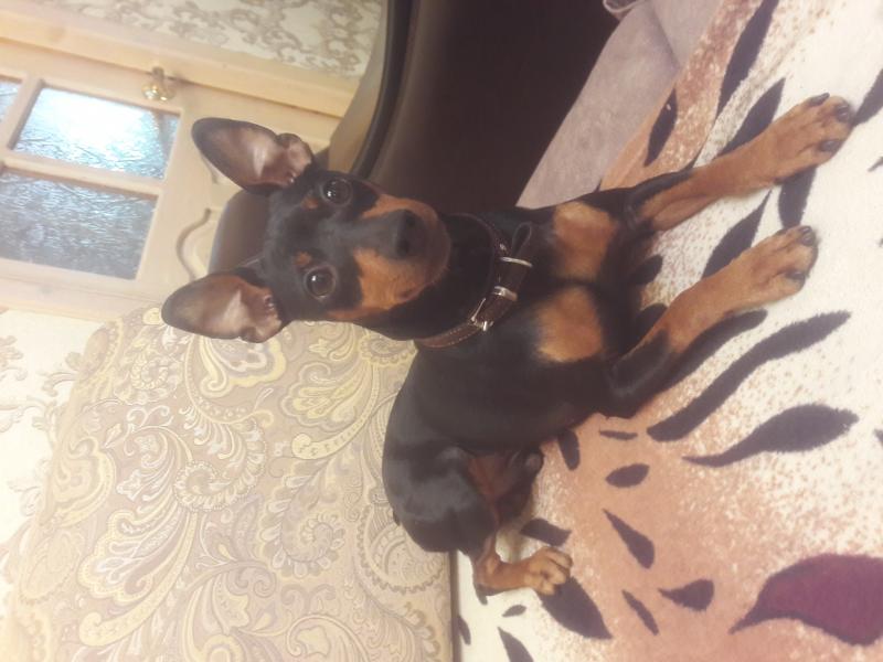 �����������. ���������� �����