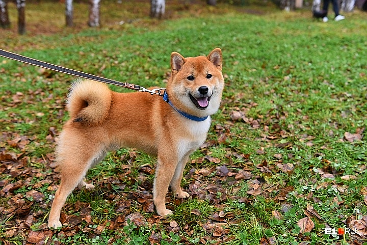 ����-���