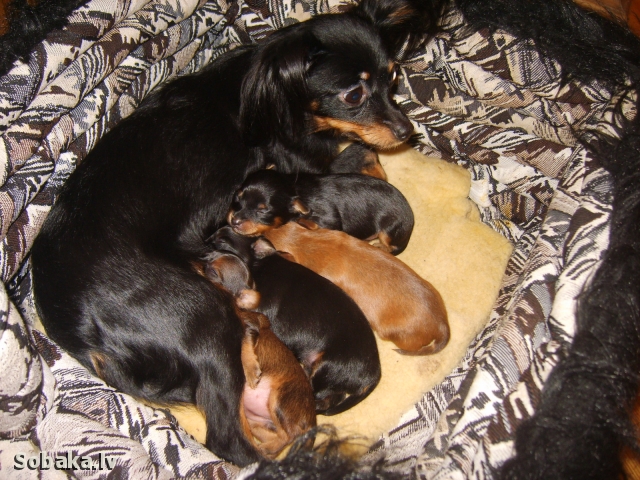 ������� ���-������. ���������� �����