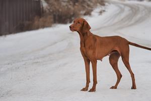 ���������� �����