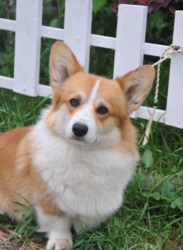 ����� ����� ��������. ���������� �����