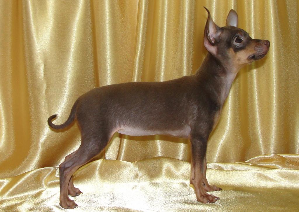 ������� ���-������. ���������� �����