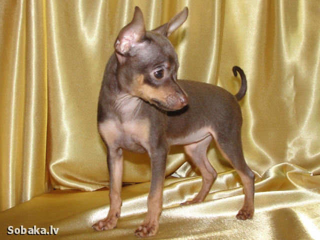 ������� ���-������. ���������� �����