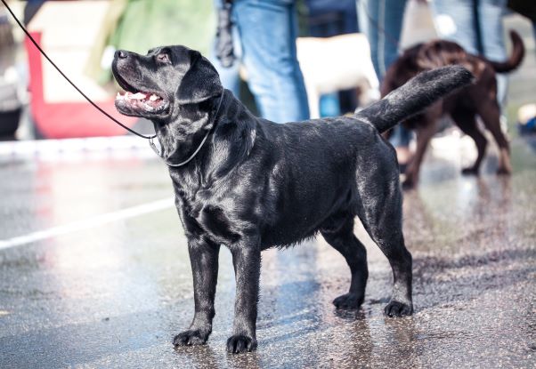 �������� ��������. ���������� �����