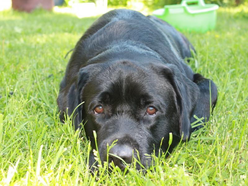 �������� ��������. ���������� �����