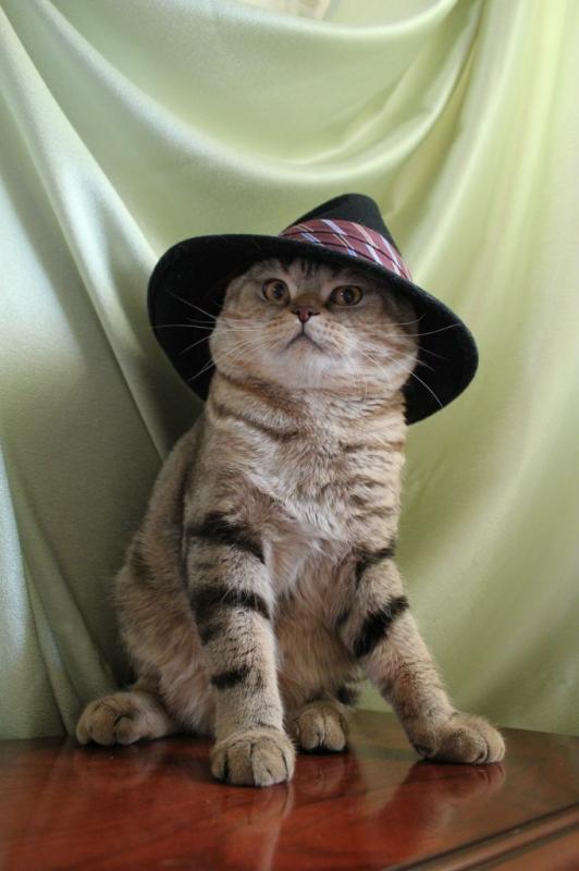 ����������� ��������������� ��������� (�������-������). ���������� �����