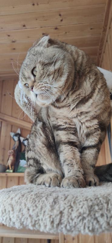 ����������� ��������������� ��������� (�������-������). ���������� �����