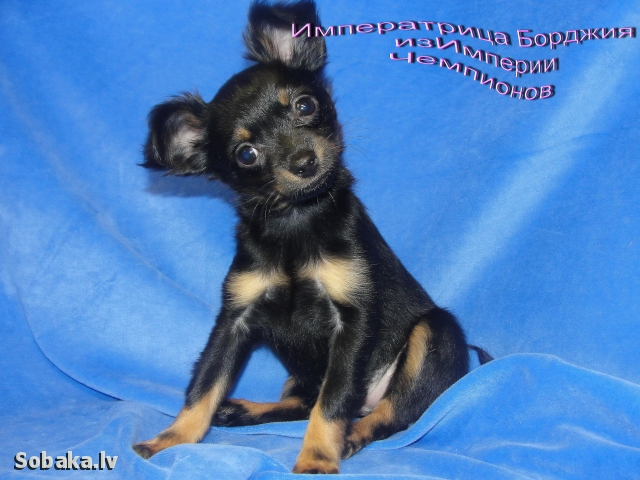 ������� ���-������. ���������� �����