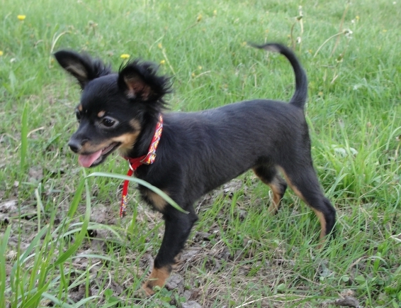 ������� ���-������. ���������� �����