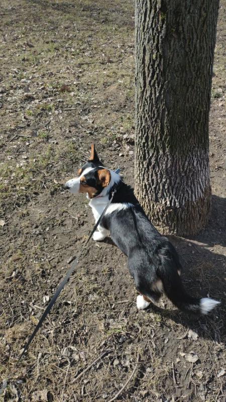 ����� ����� ��������. ���������� �����