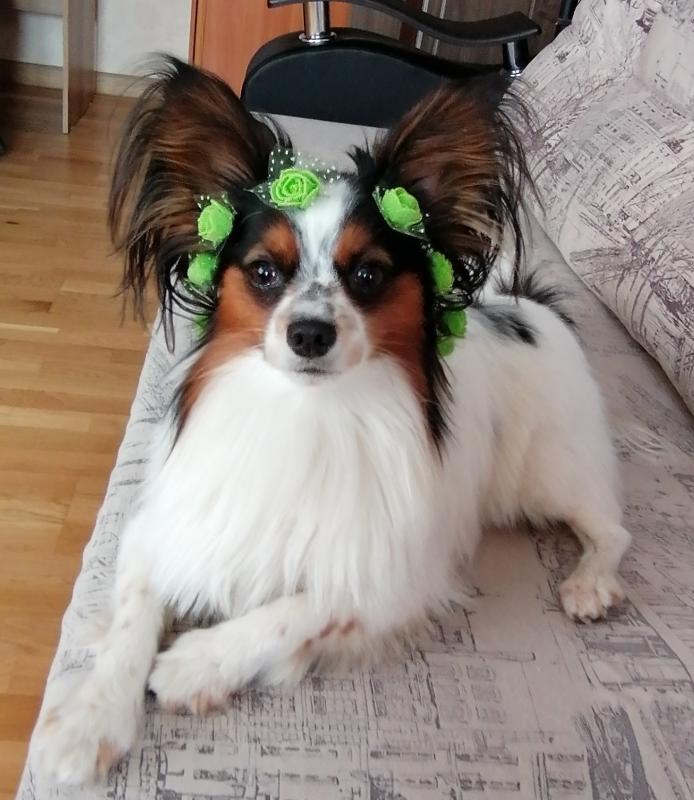 ��������. ���������� �����