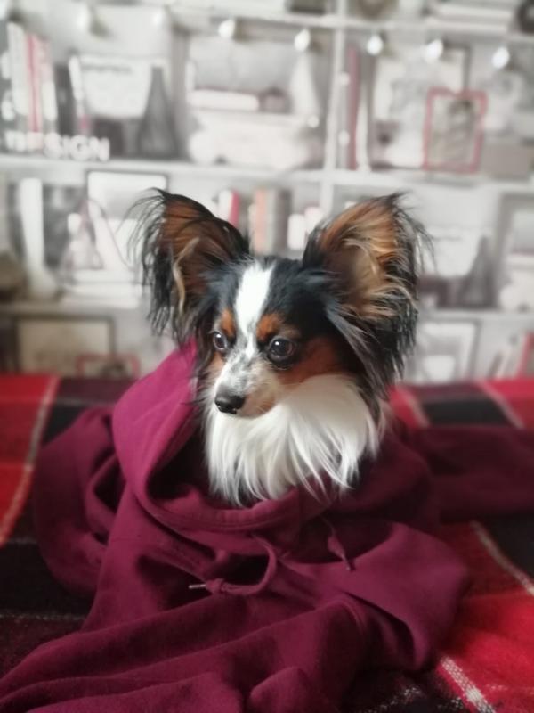 ��������. ���������� �����