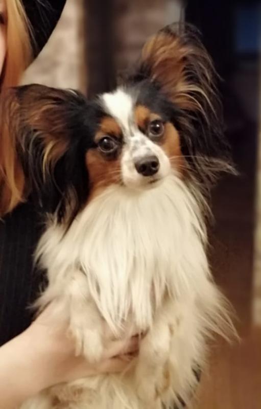 ��������. ���������� �����