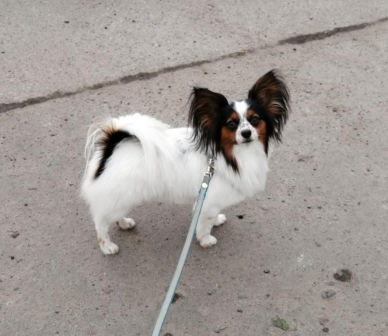 ��������. ���������� �����