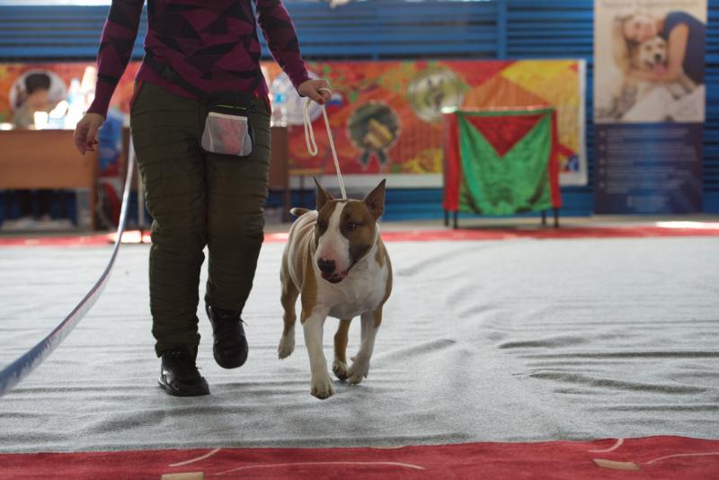 ����������. ���������� �����