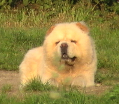 ���-���. ���������� �����