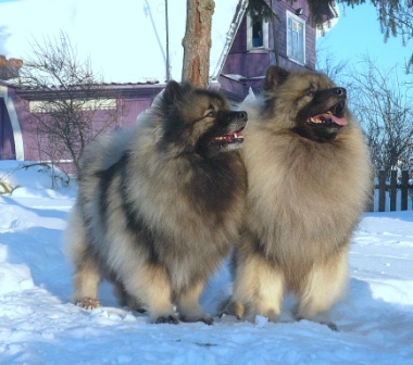 ��������. ���������� �����