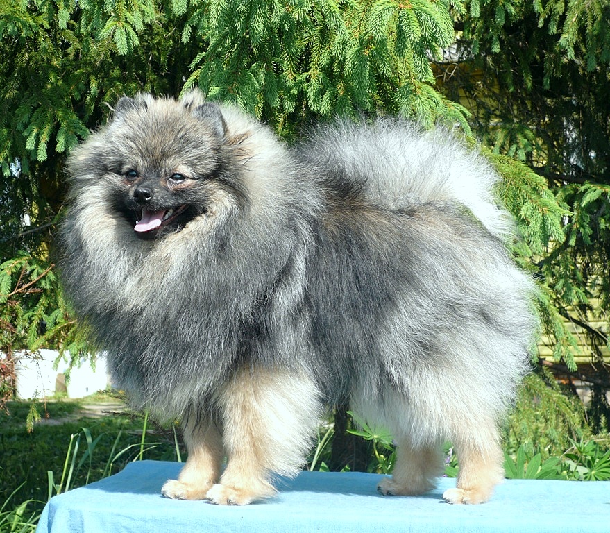 �������� ����. ���������� �����