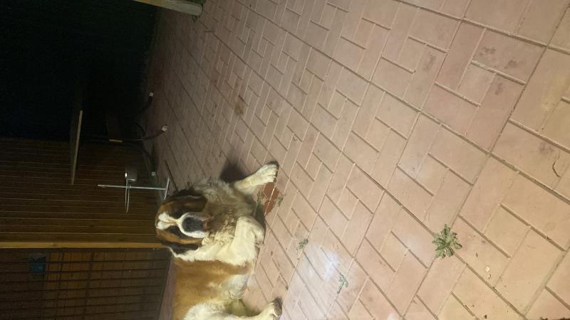 ���������. ���������� �����