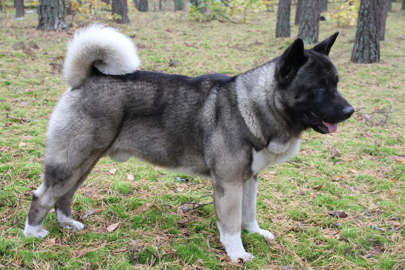 ������������ �����. ���������� �����